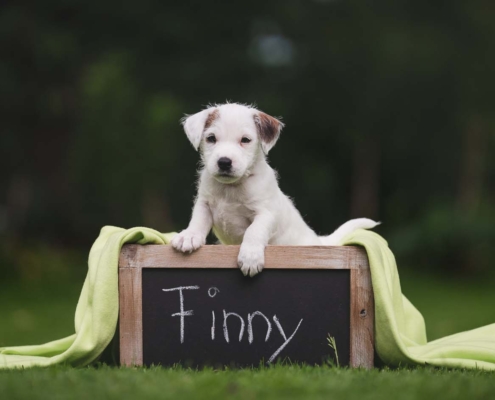 Fotoshooting - Finny