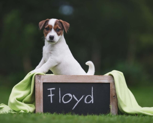 Fotoshooting - Floyd