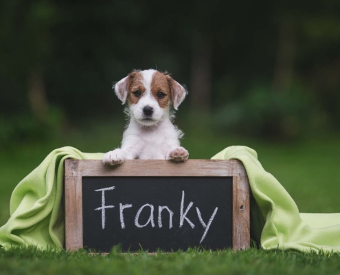 Fotoshooting - Franky