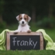 Fotoshooting - Franky