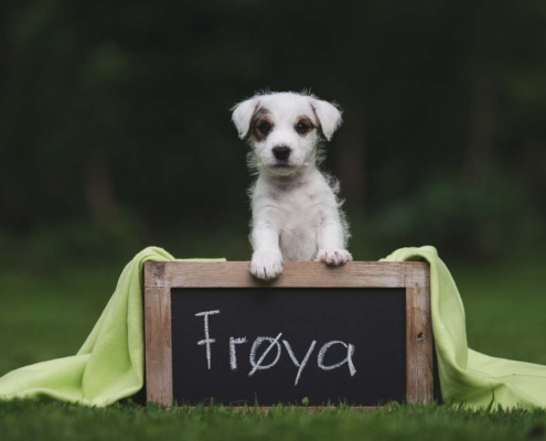 Fotoshooting - Froya