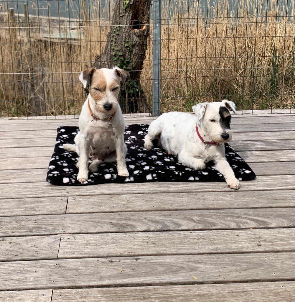 Ashley und Frivole in Frühlingslaune