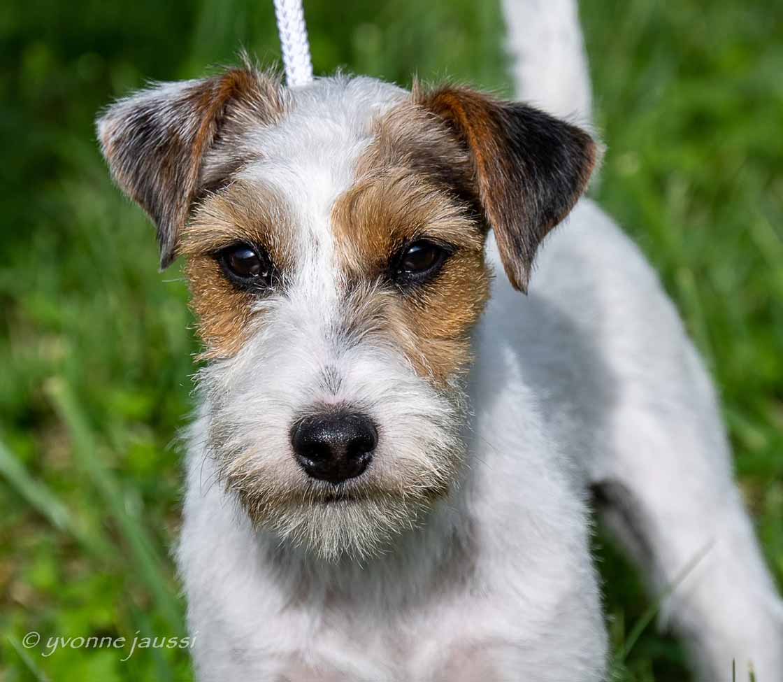 Nationale-Terriershow-des-SCFT-in-Eiken