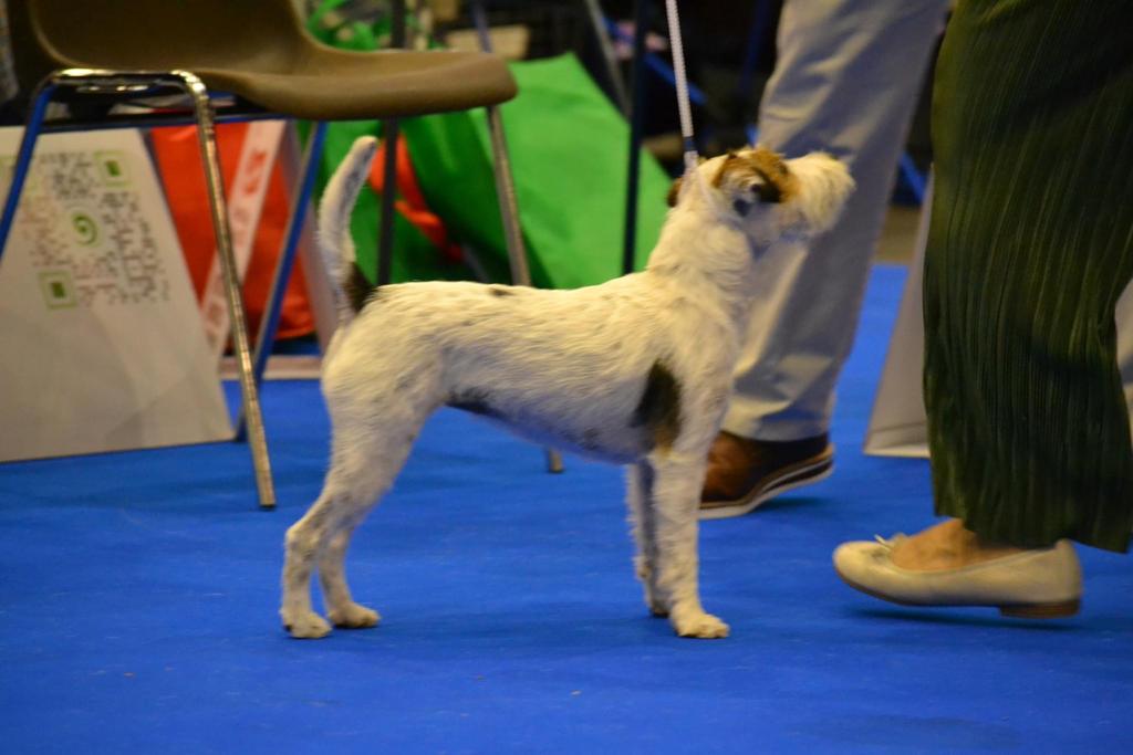 25.08.2023 - World Dog Show (3)
