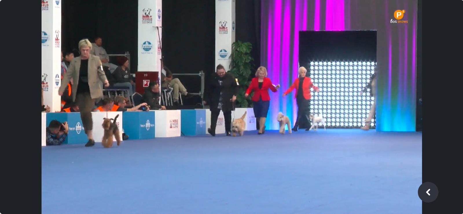 Zagreb, Spring Dog Show, 24.04.2024, Frivole Main Show 2