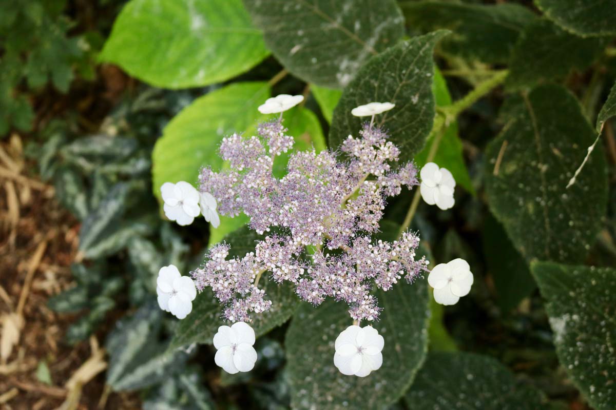 Botanischer Garten Bielersee (17)