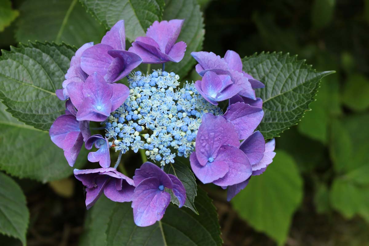 Botanischer Garten Bielersee (9)