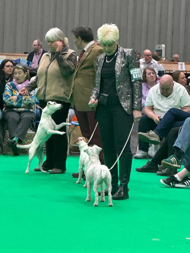 of Summer Snow - Crufts 2025 3