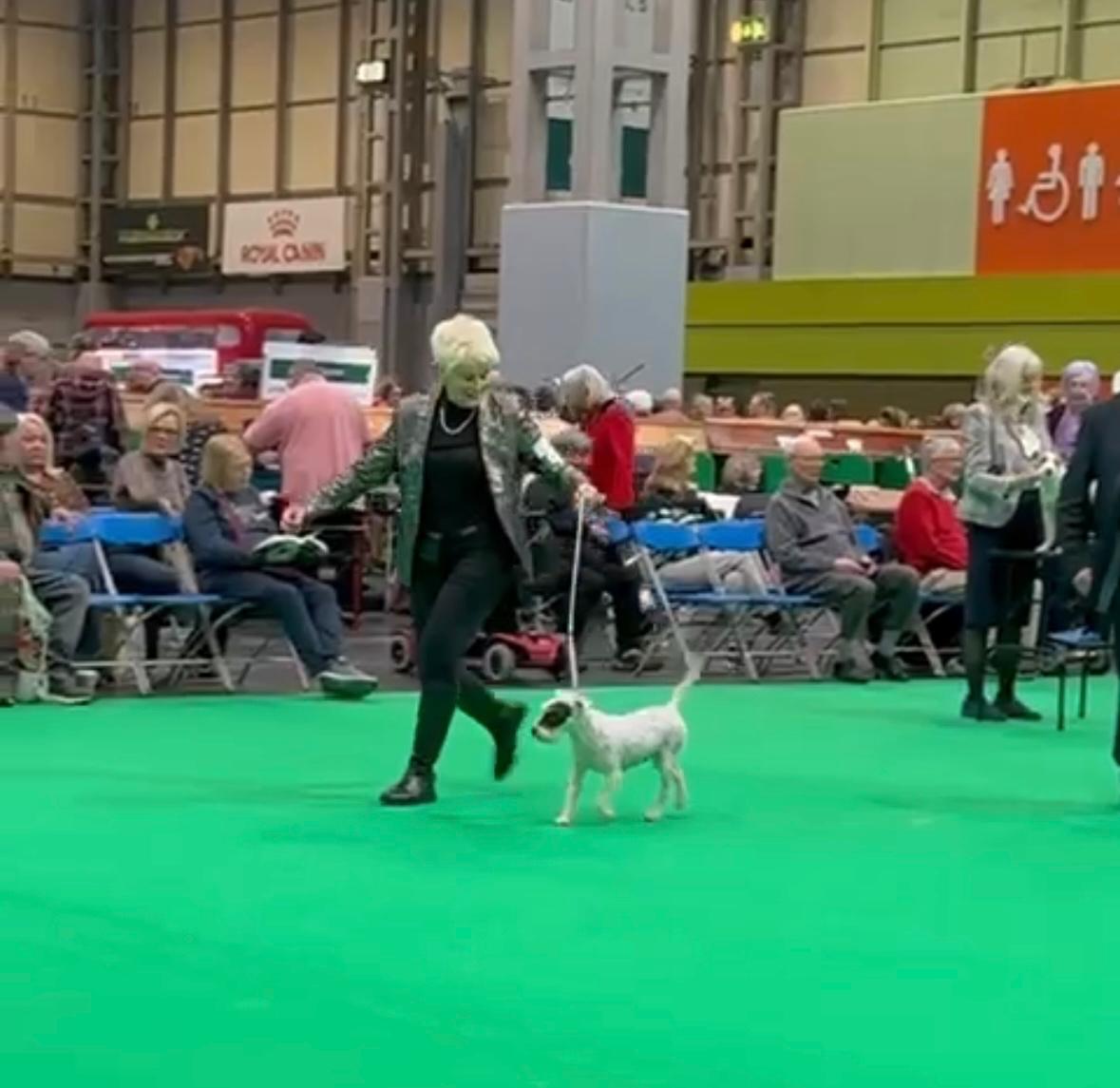 of Summersnow - Crufts 2025 4
