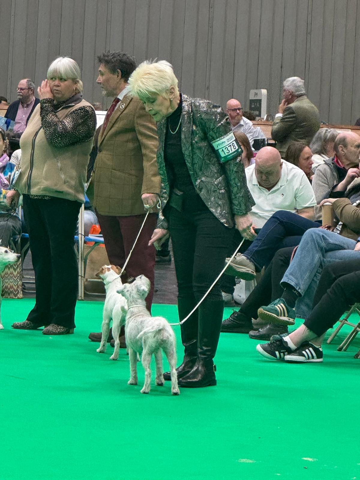 of Summersnow - Crufts 2025 5