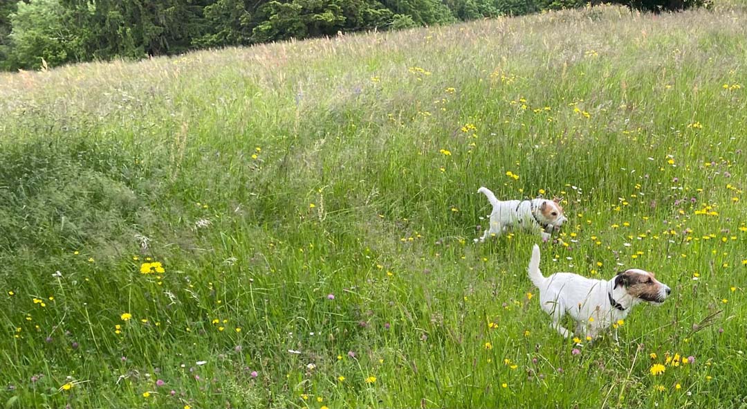 Floyd Und Franky Aus Dem F Wurf (2)