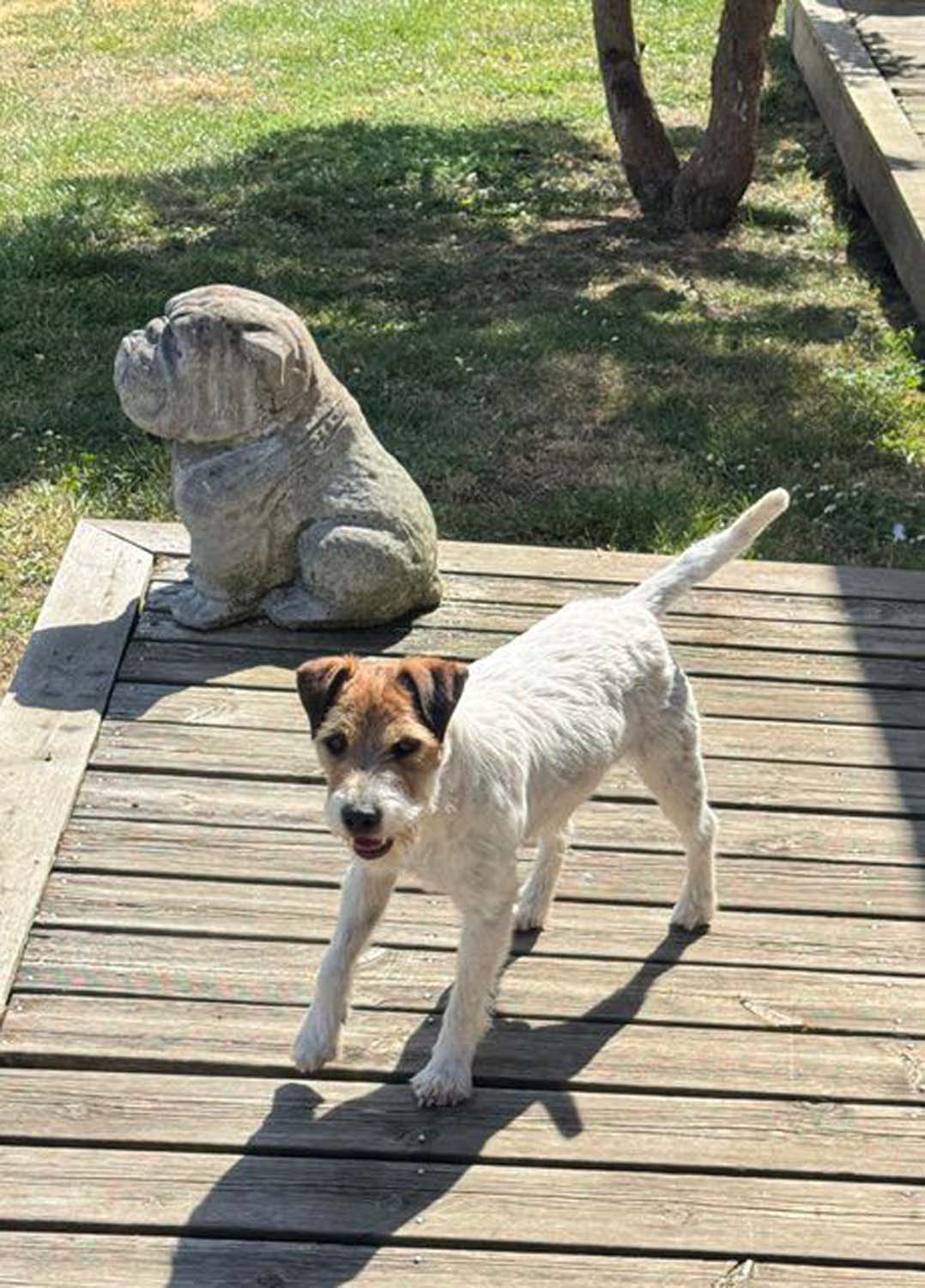 T Rex De La Grange Du Moulin (18)