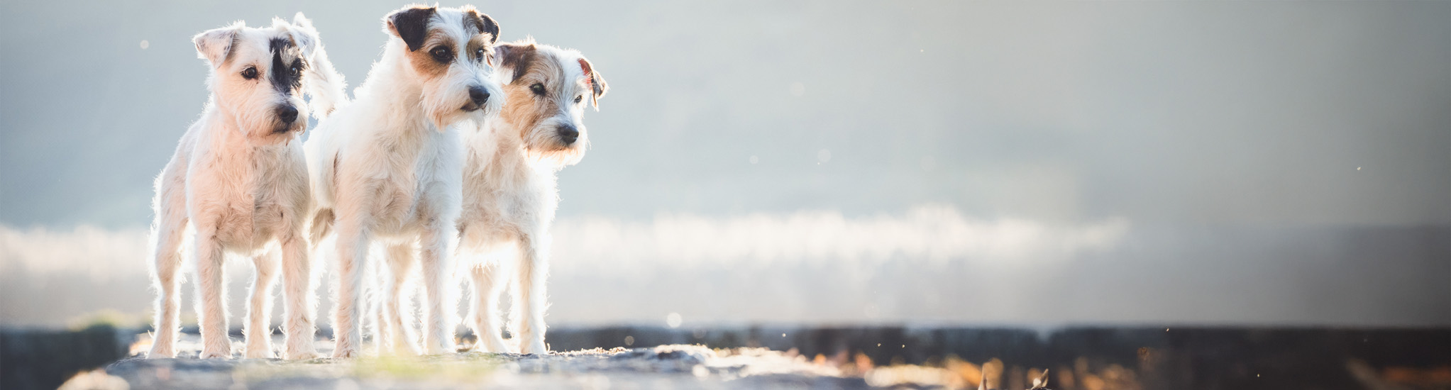 Of Summer Snow Header 2025