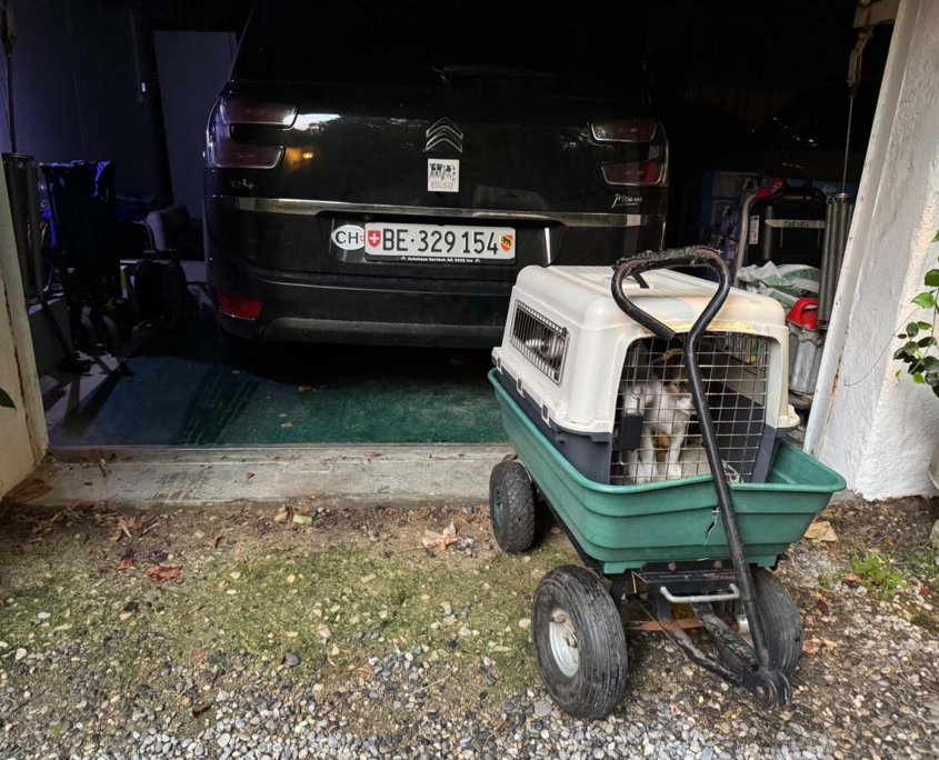 Of Summer Snow Autofahren Lernen 8. Woche (1)