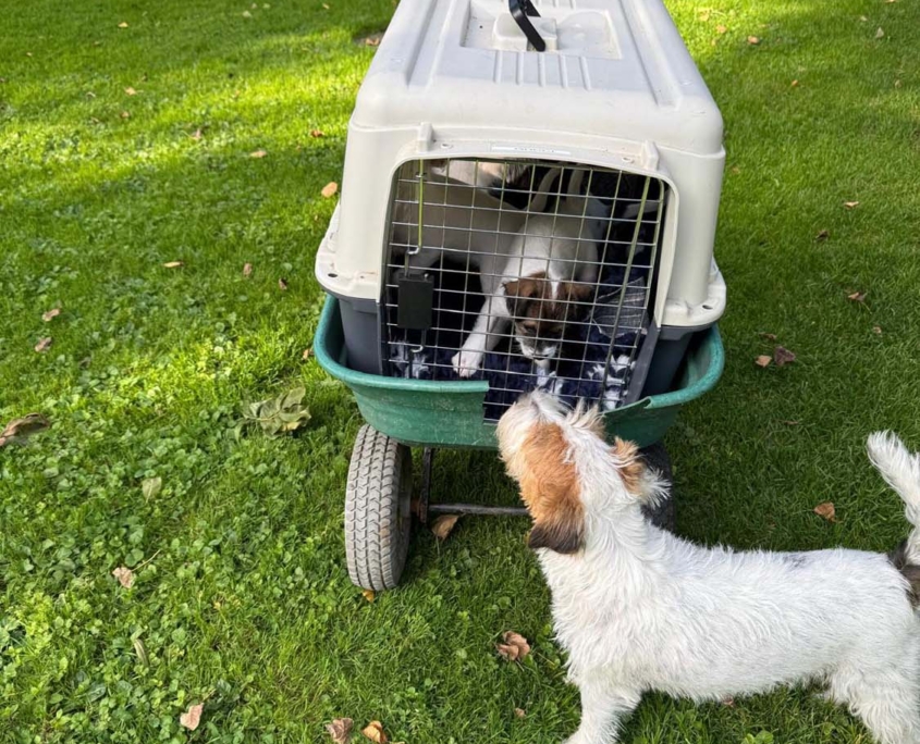 Of Summer Snow Autofahren Lernen 8. Woche (2)