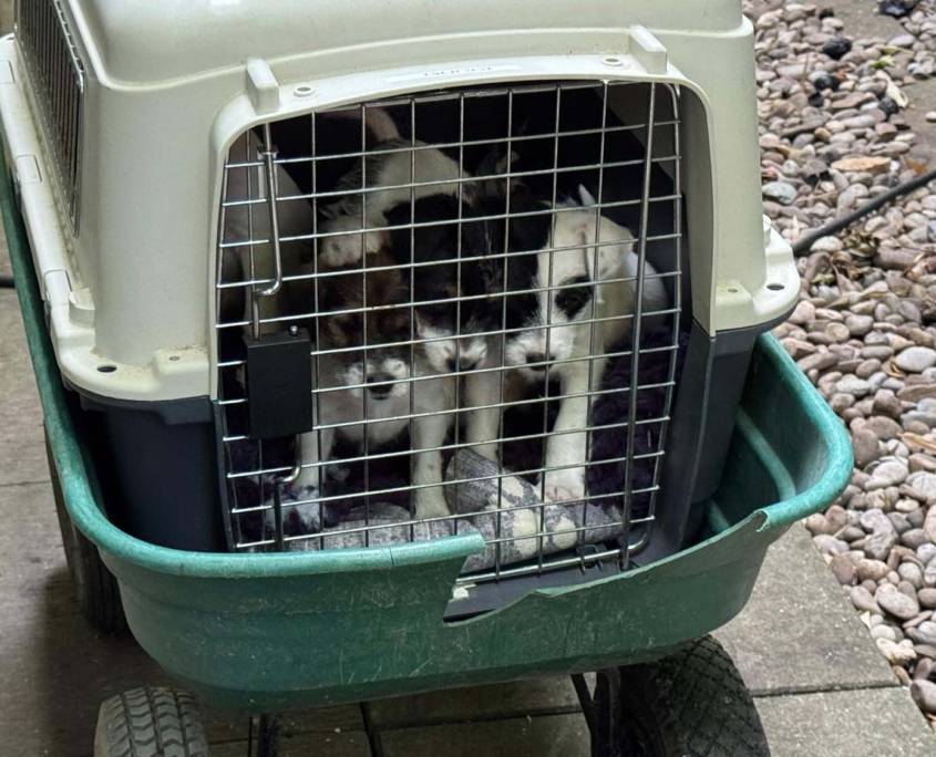 Of Summer Snow Autofahren Lernen 8. Woche (5)