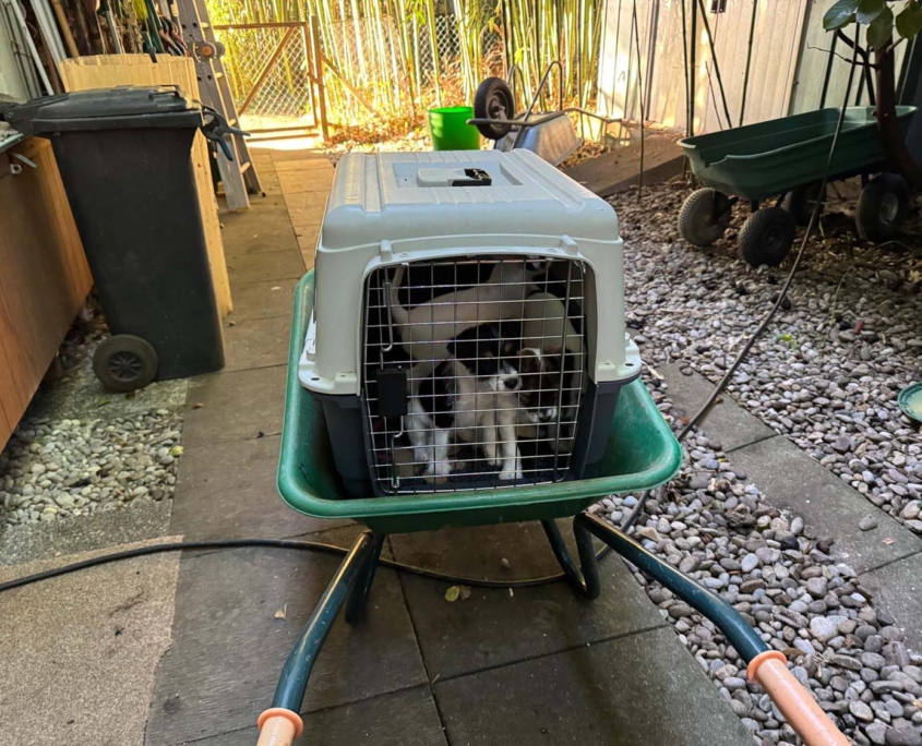 Of Summer Snow Autofahren Lernen 8. Woche (6)