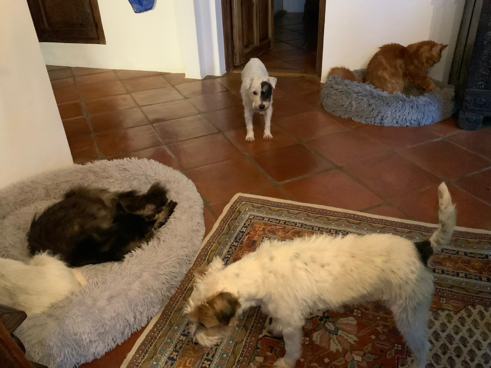 Hunde Und Katzen Im Hause Of Summer Snow (1)