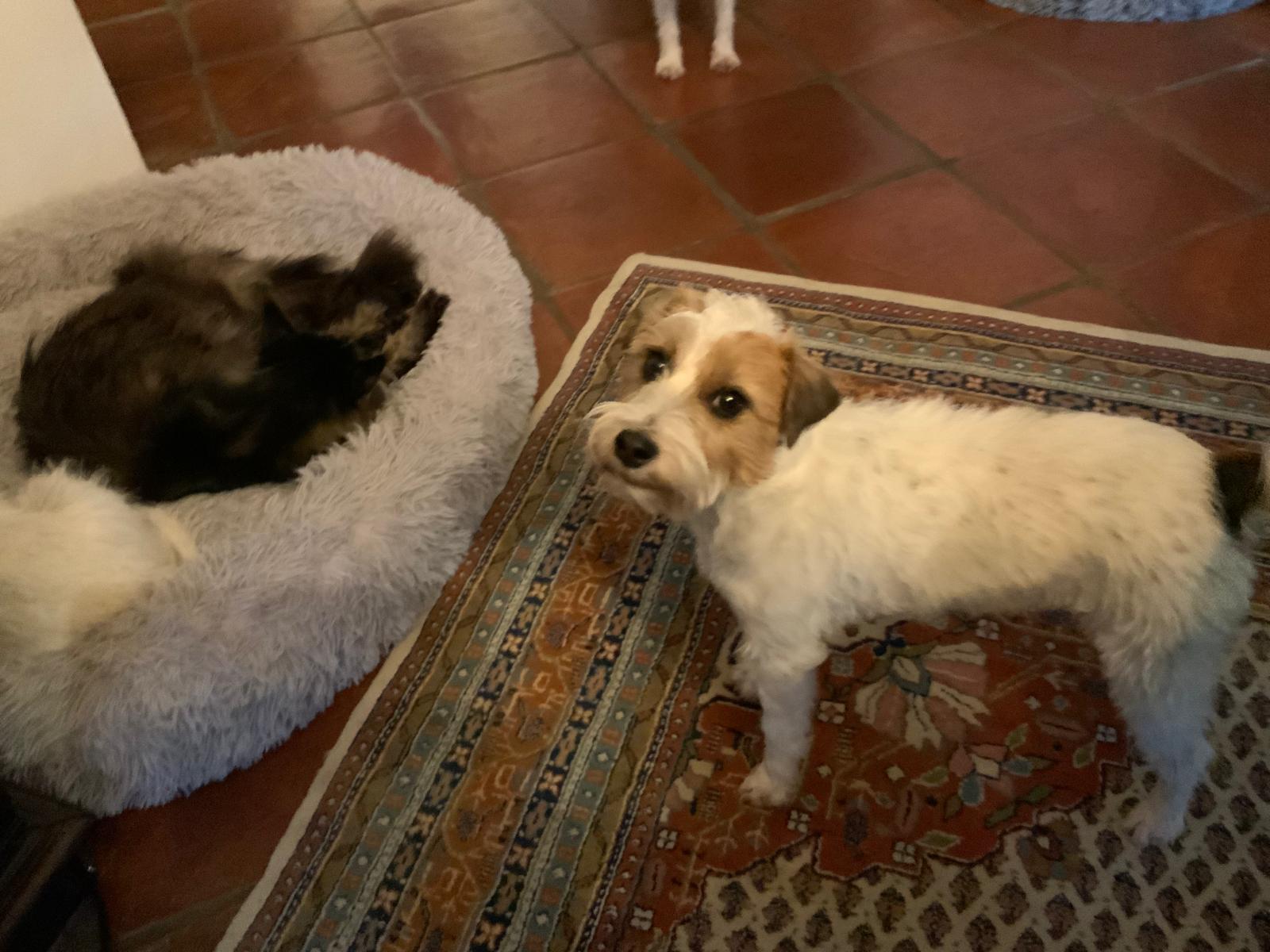 Hunde Und Katzen Im Hause Of Summer Snow (2)