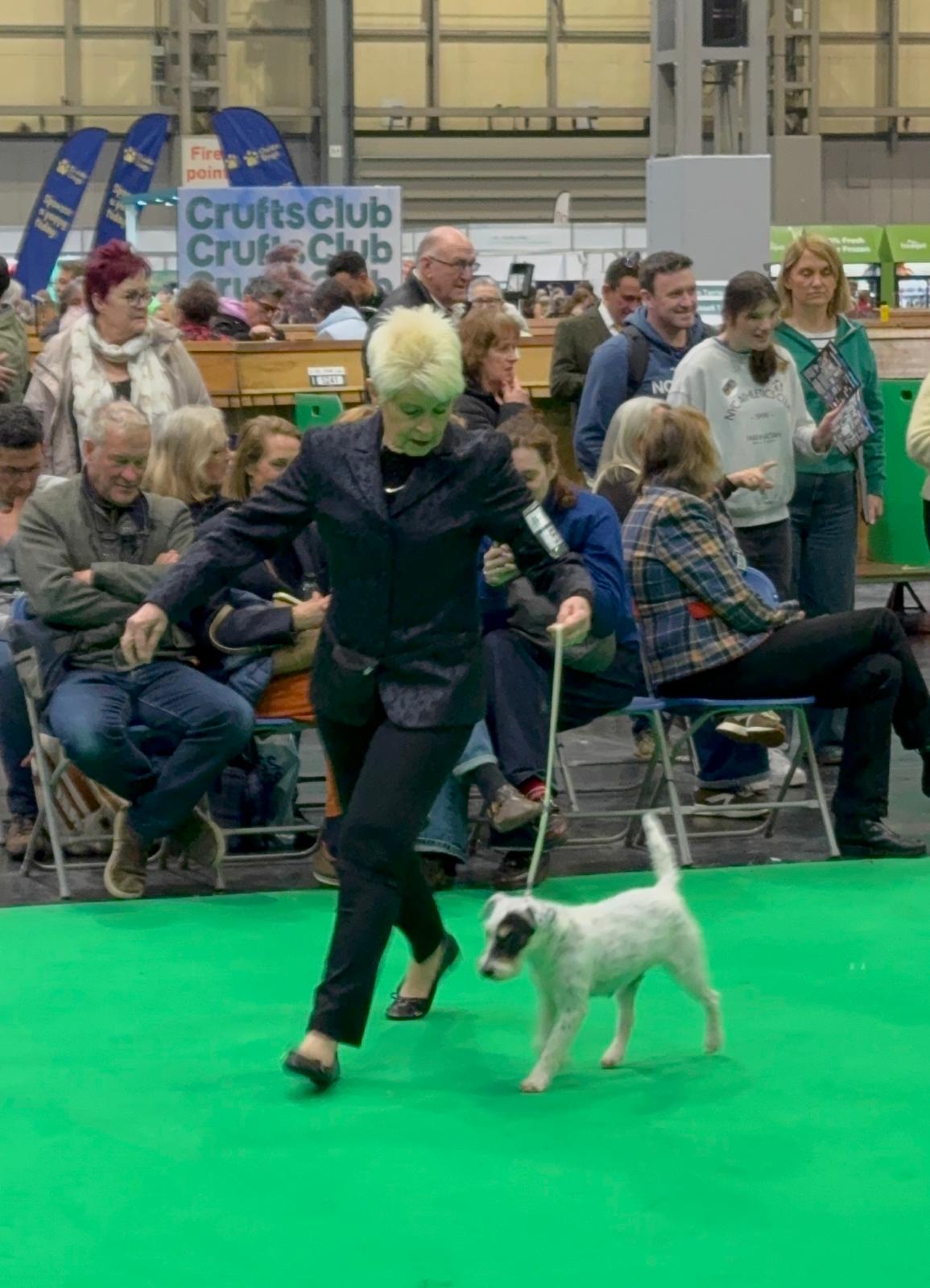 Ashley Of Summersnow Crufts 2026 (4)