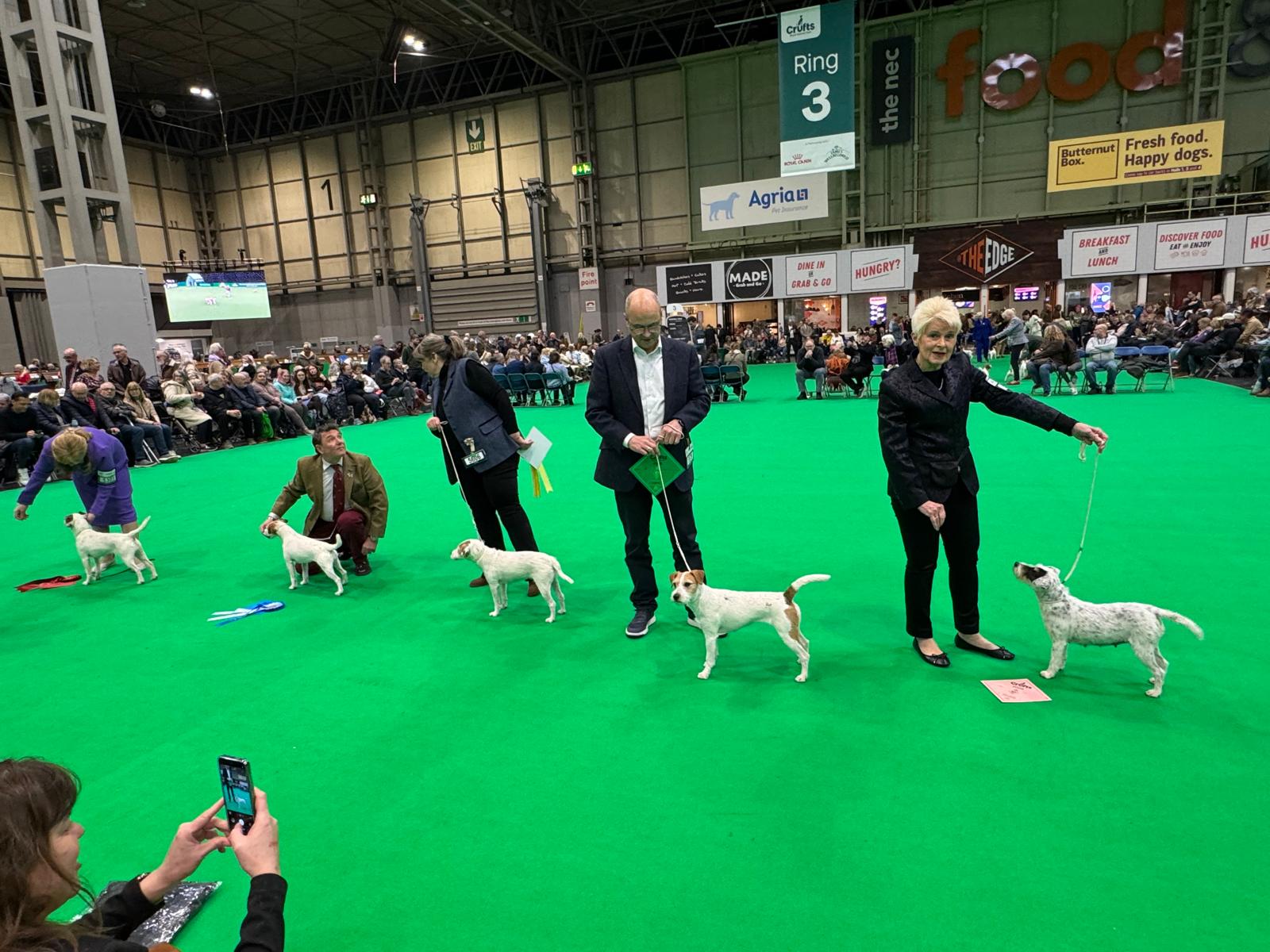Ashley Of Summersnow Crufts 2026 (6)